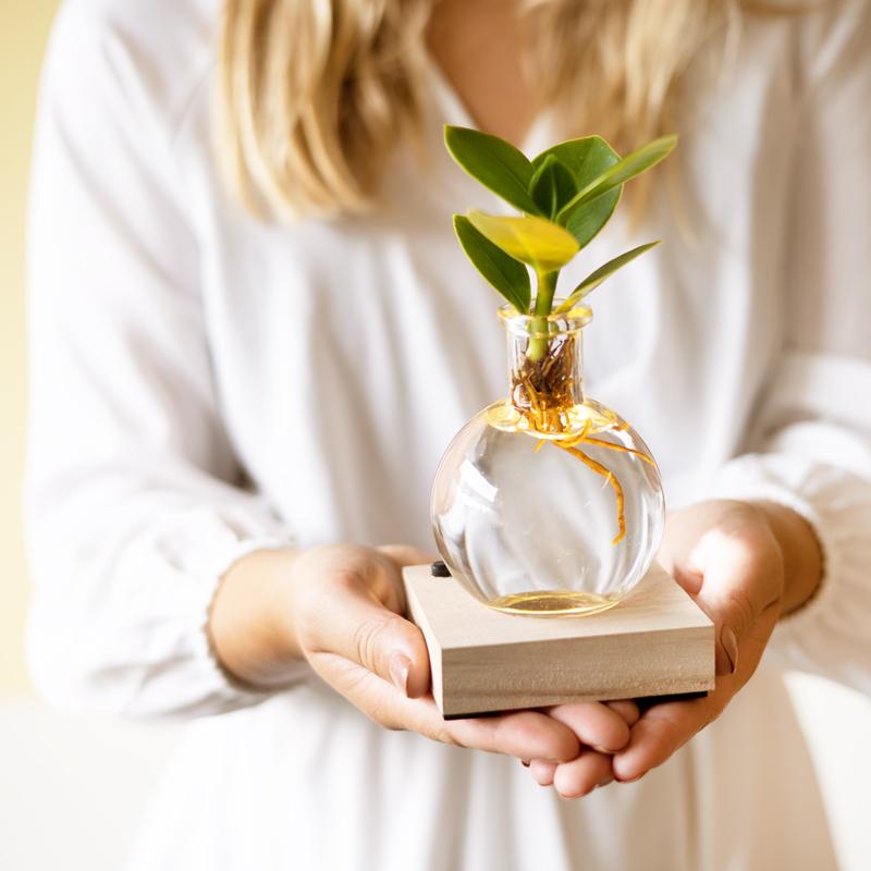 💡 Glowplant – Clusia in Vaasje met Lampje