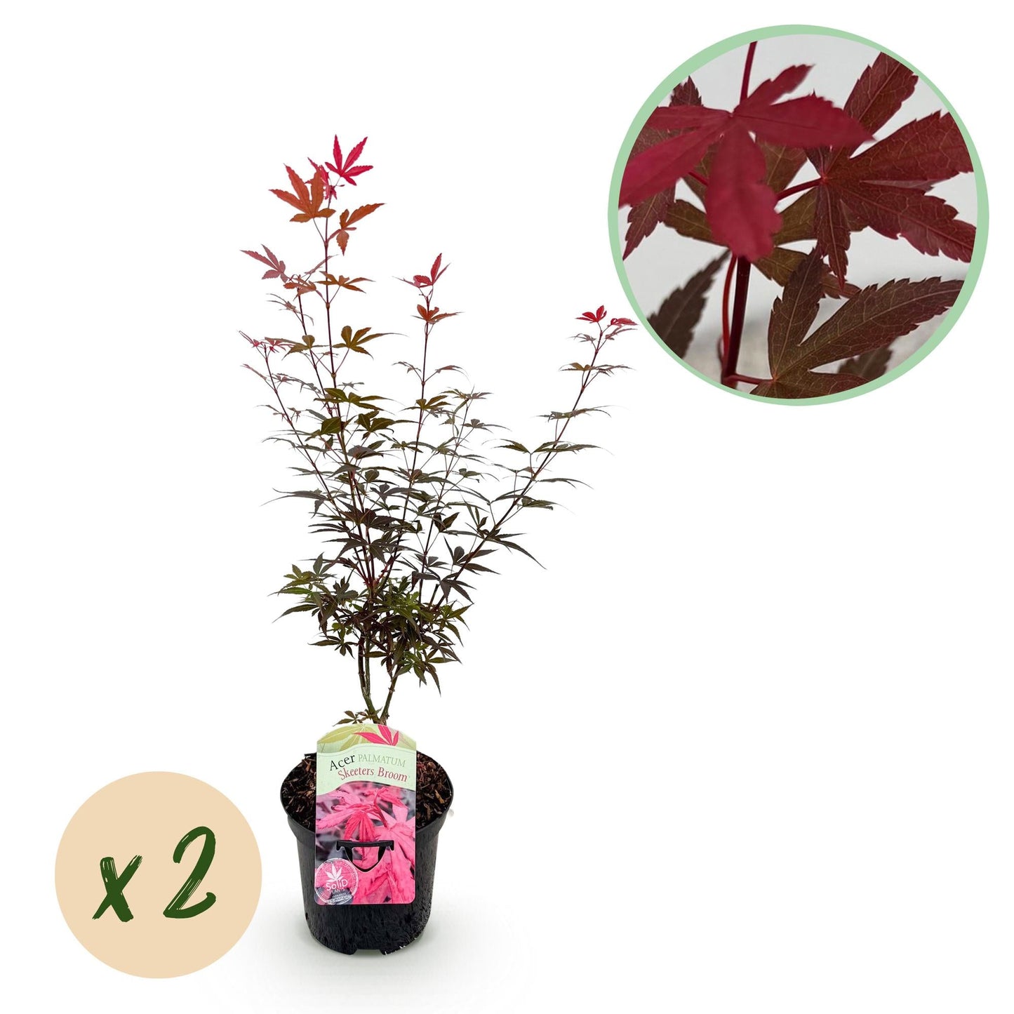🍁 Japanse Esdoorn ‘Skeeter’s Broom’ – Paarse Bladpracht (2 Planten) – Pot Ø19 – 70 cm