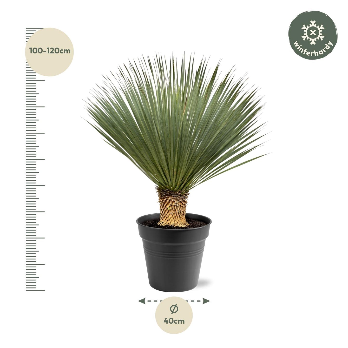 🌵 Yucca rostrata – Winterharde Palmlelie (1 plant)