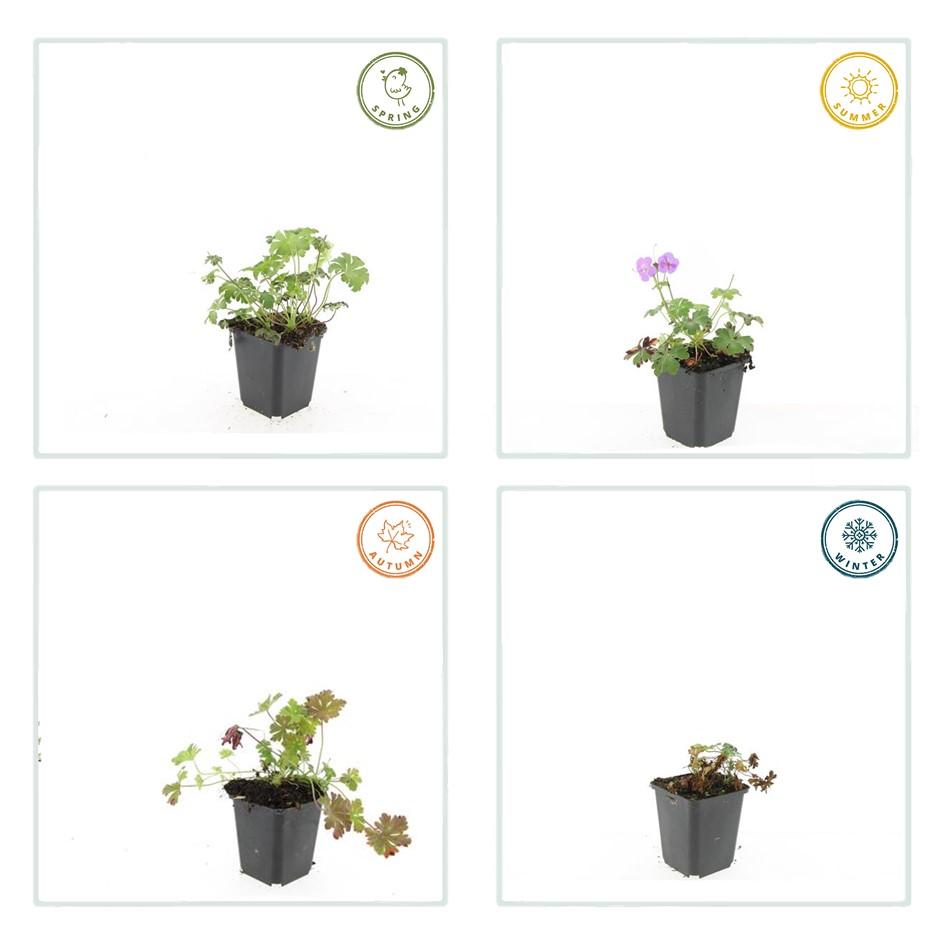 🌸 Geranium ‘Cambridge’ – Winterharde Bloeiende Bodembedekker (6 stuks)