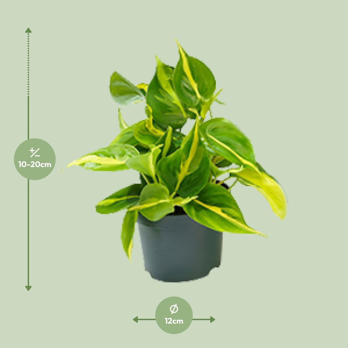 🌿 Philodendron Scandens ‘Brasil’ | Sterke Hangplant met Geelgroen Blad