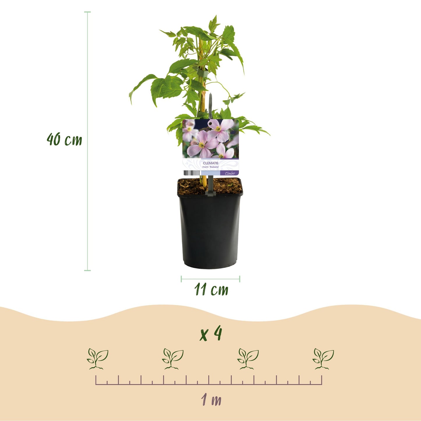 🌸 Clematis montana ‘Rubens’ – Klimplant (2 Stuks)
