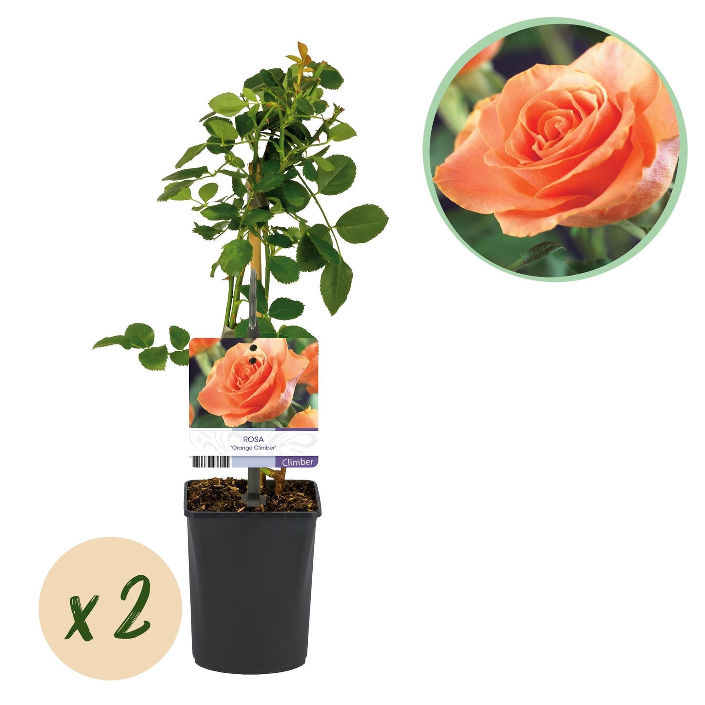 🧡 Rosa ‘Orange Climber’ – Klimroos (2 Stuks)