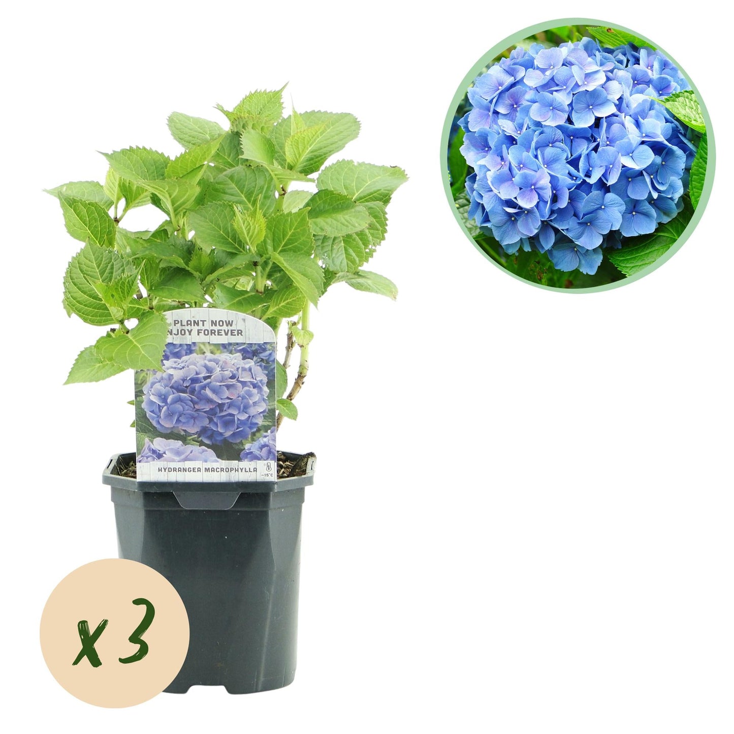 🌸 Hydrangea macrophylla – Blauwe Hortensia (3 Stuks)