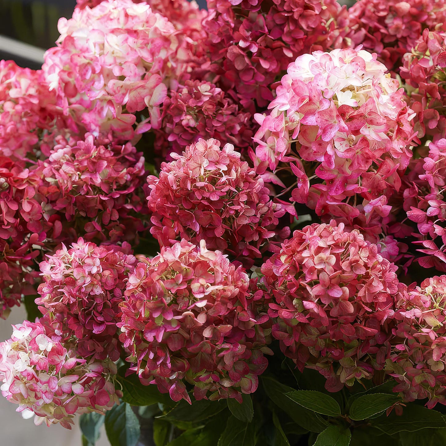 🌸 Hydrangea panniculata ‘Living Little Rosy’ – Pluimhortensia | (3 stuks)