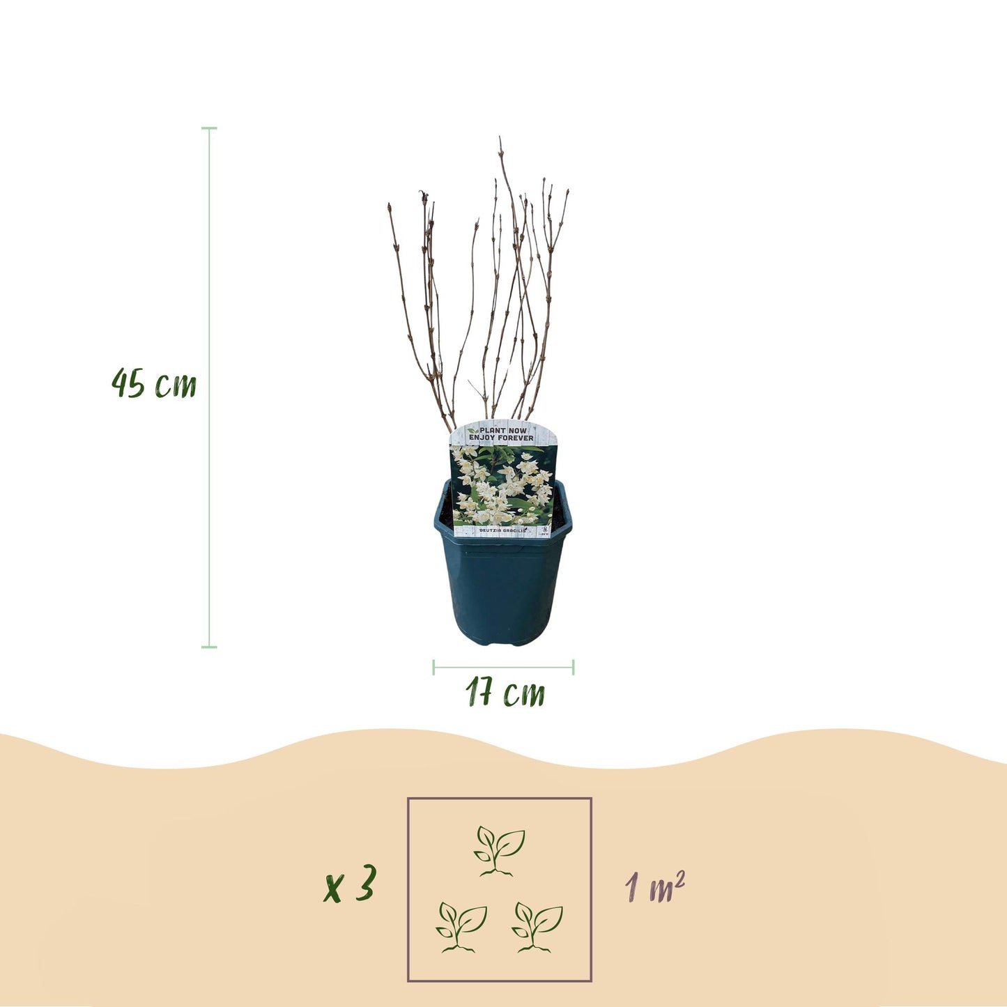🤍 Deutzia gracilis – Bruidsbloem