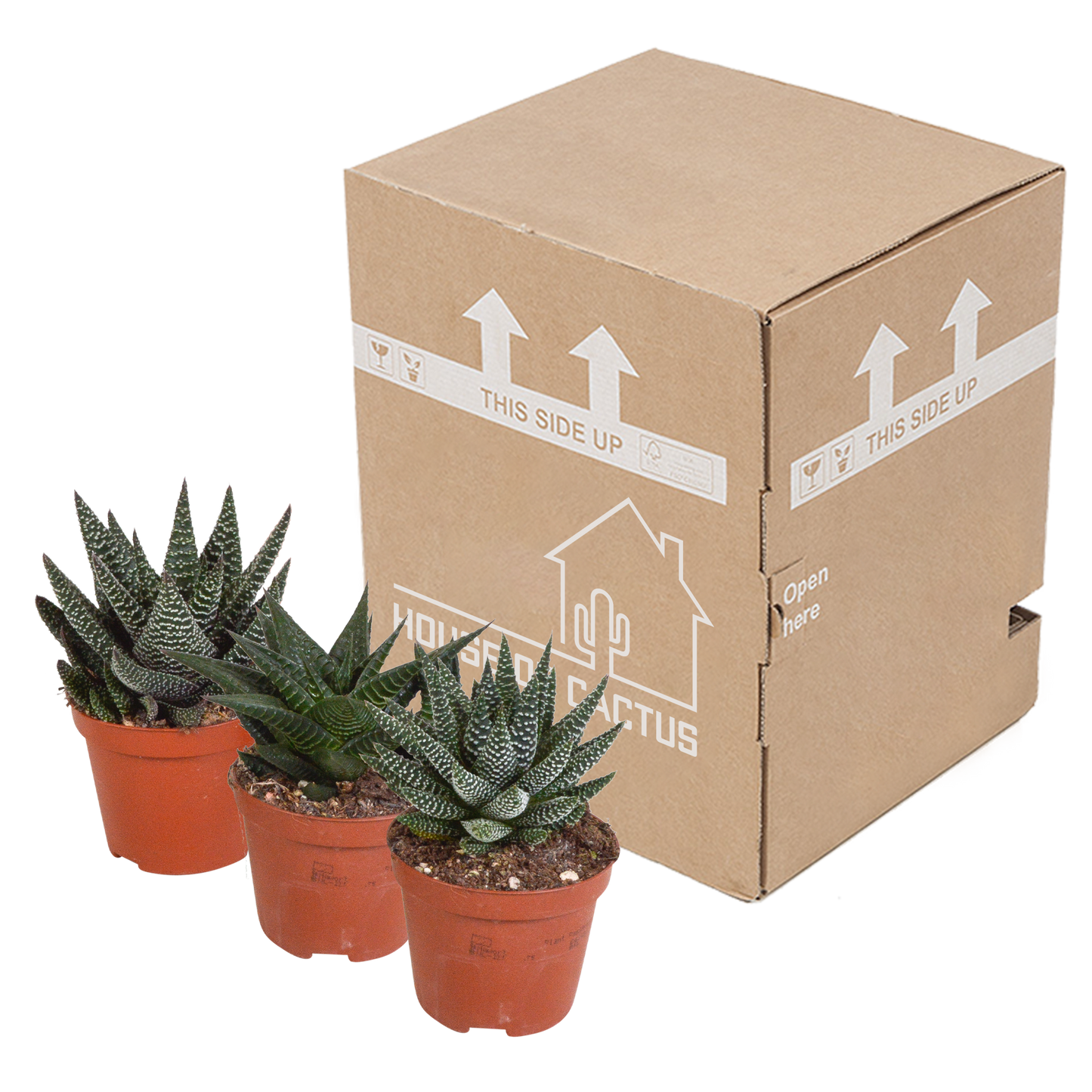 🌵 Gasteria & Haworthia Mix – Zonder pot (3 stuks)