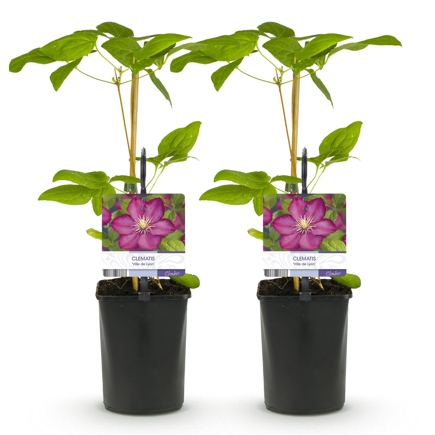 🌸 Clematis ‘Ville de Lyon’ – Klimplant (2 Stuks)