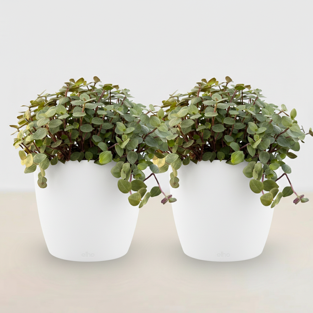 🌿 Callisia Repens | Diervriendelijk Kattengras met Witte Pot (2 stuks)
