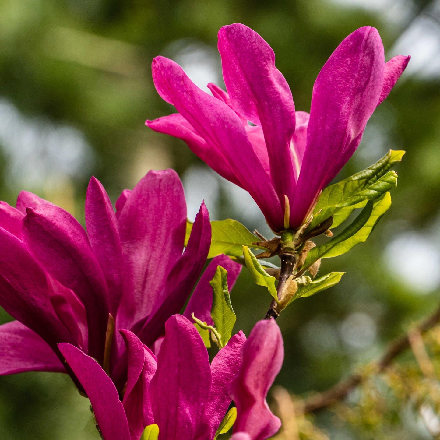 🌸 Magnolia ‘Susan’ – Magnolia