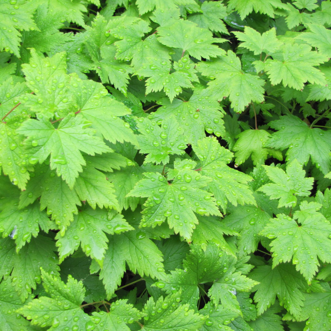 🌿 Tiarella cordifolia – Winterharde Schuimbloem Bodembedekker voor Schaduw (24 stuks)