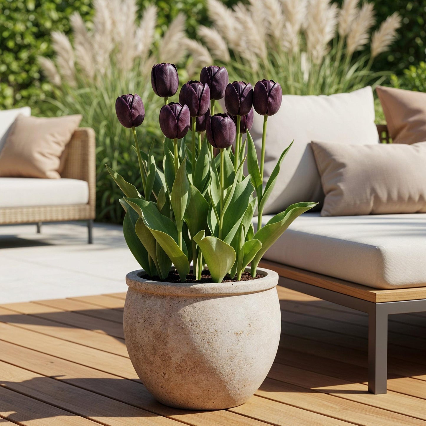 🌷 Tulp Triumph Black – Diep Donkerpaarse Tulp (12 stuks)