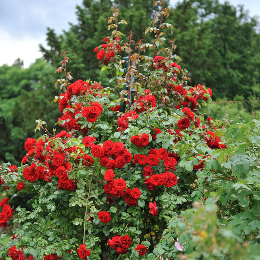 ❤️ Rosa ‘Red Queen’ – Klimroos (2 Stuks)