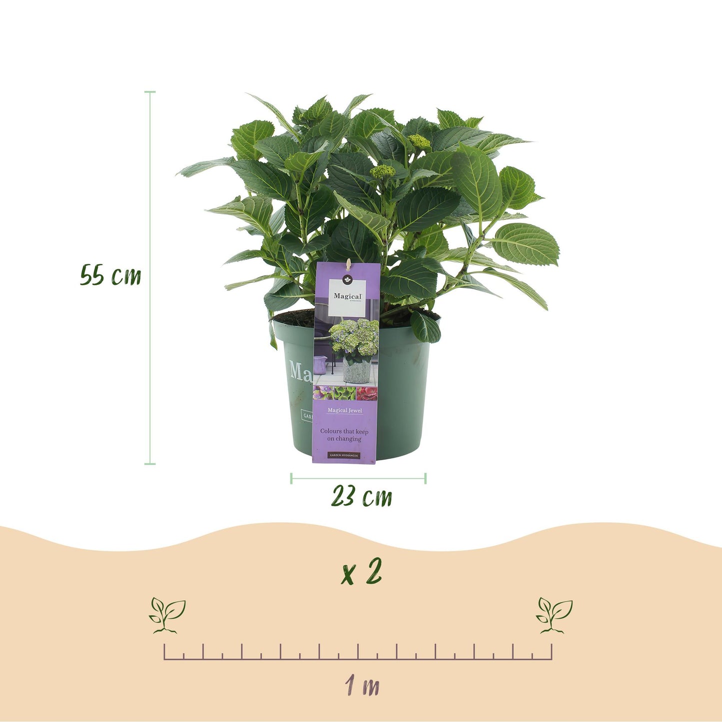 💙 Hydrangea ‘Magical Jewel Blue’ – Blauwe Hortensia | (2 stuks)