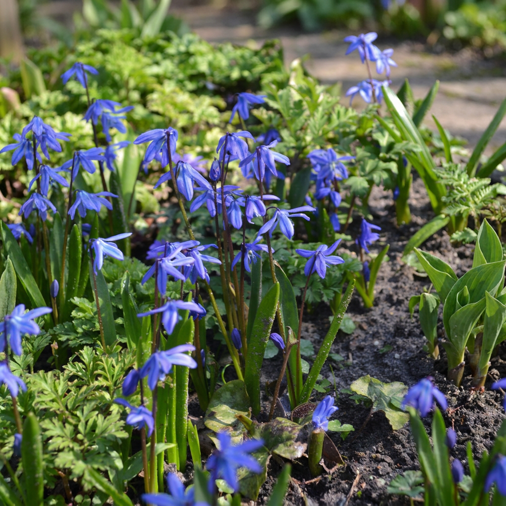 Scilla siberica – Siberische sterhyacint – Blauw (400 stuks)