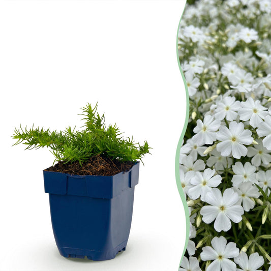 🌿 Phlox subulata 'Maischnee' – Witte Vlambloem | 3 stuks