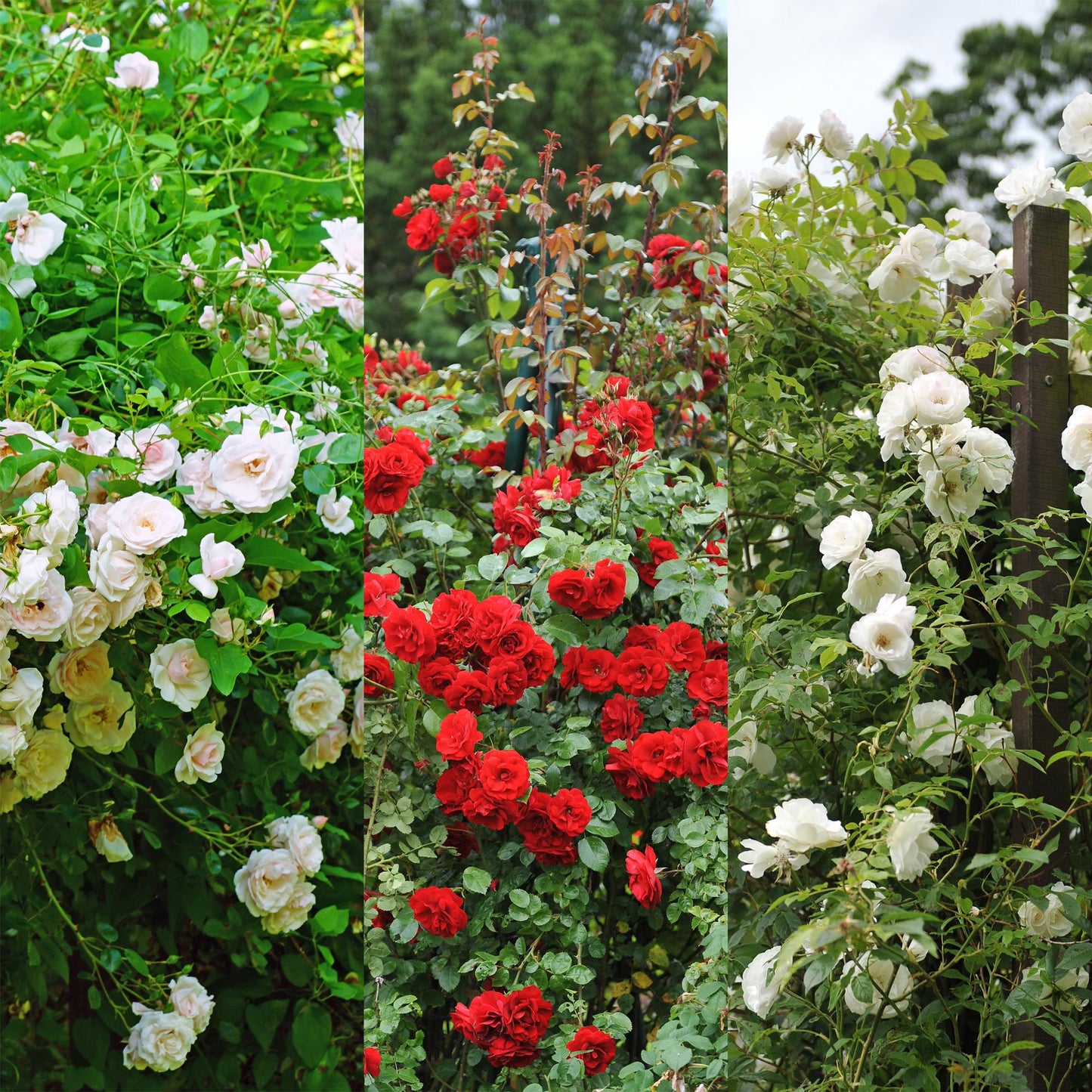 🌹 Rosa ‘Tricolour’ – Klimroos (3 Stuks)