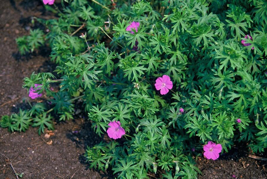 🌸 Geranium ‘Tiny Monster’ – Winterharde Bloeiende Bodembedekker (6 stuks)