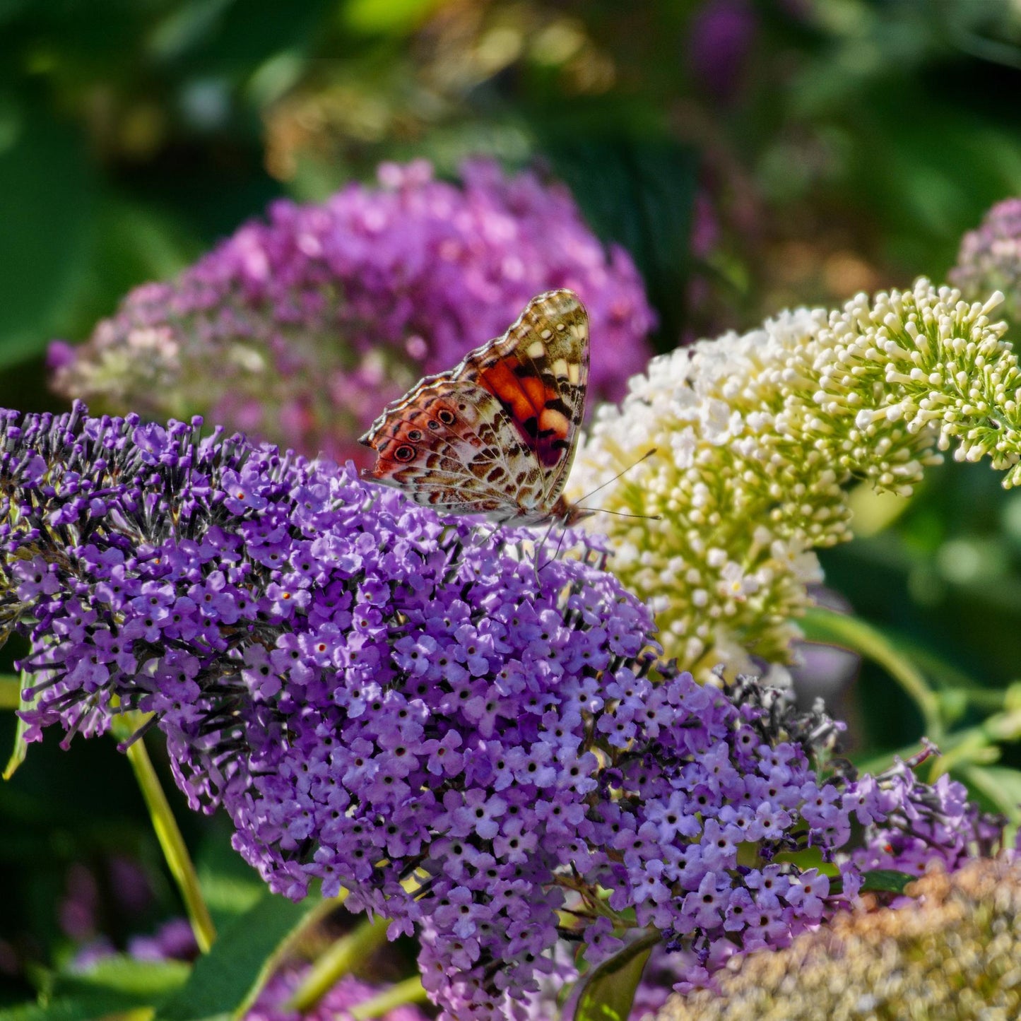 🦋 Buddleja davidii ‘Tricolour’ – Vlinderstruik (3 Stuks)