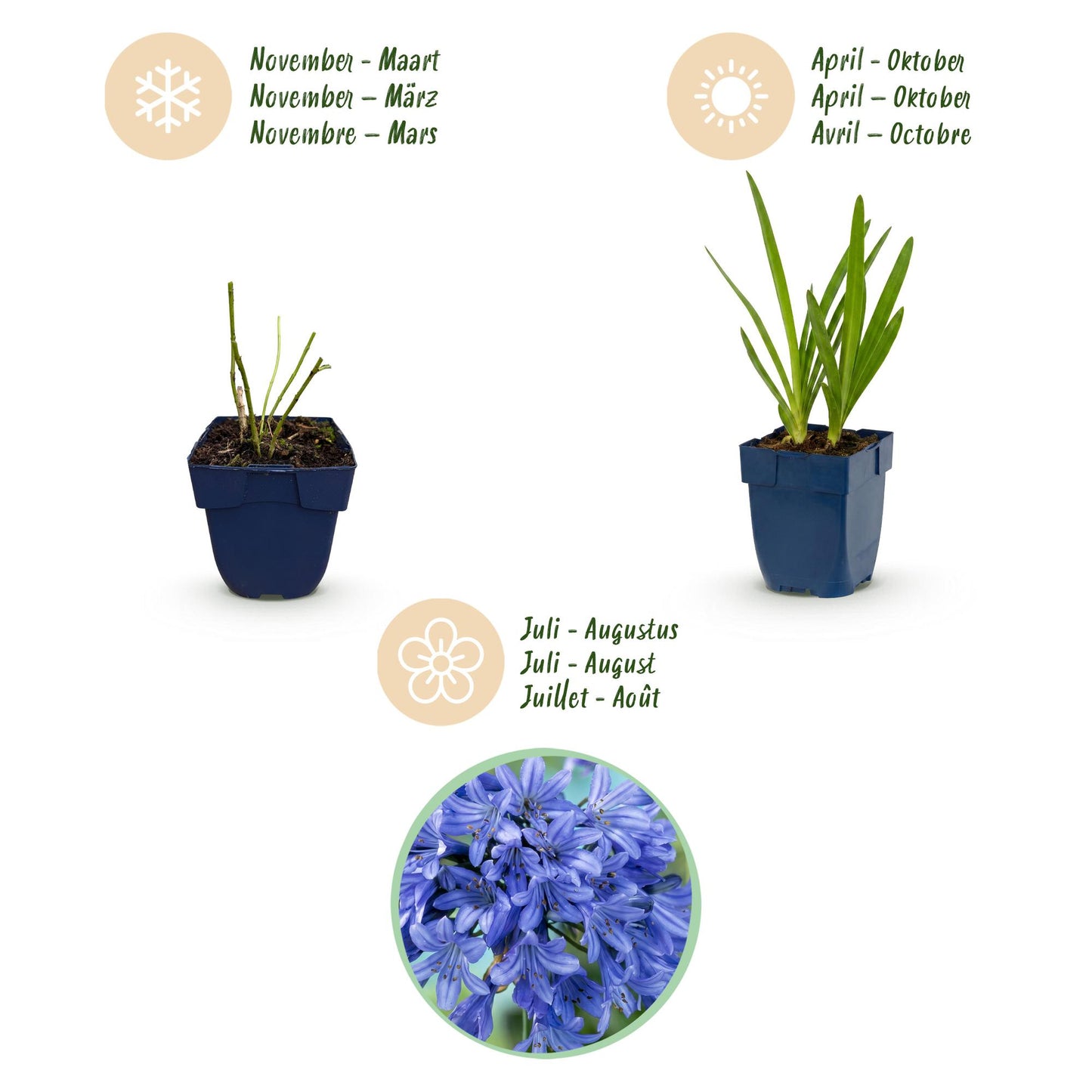 🌿 Agapanthus africanus – Blauwe Afrikaanse Lelie | 3 stuks