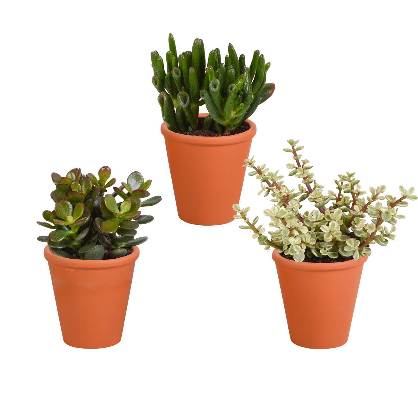 🌵 Crassula Mix – In terracotta pot (3 stuks)