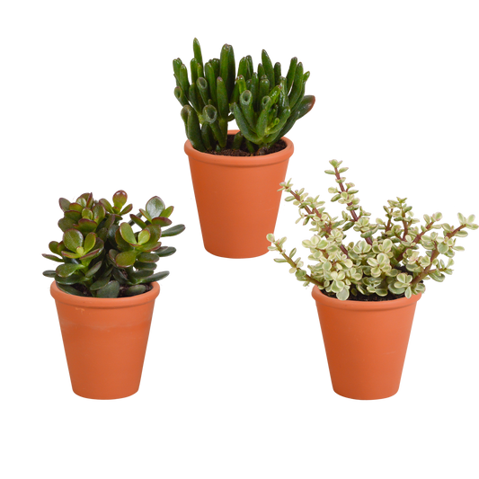 🌵 Crassula Mix – In terracotta pot (3 stuks)
