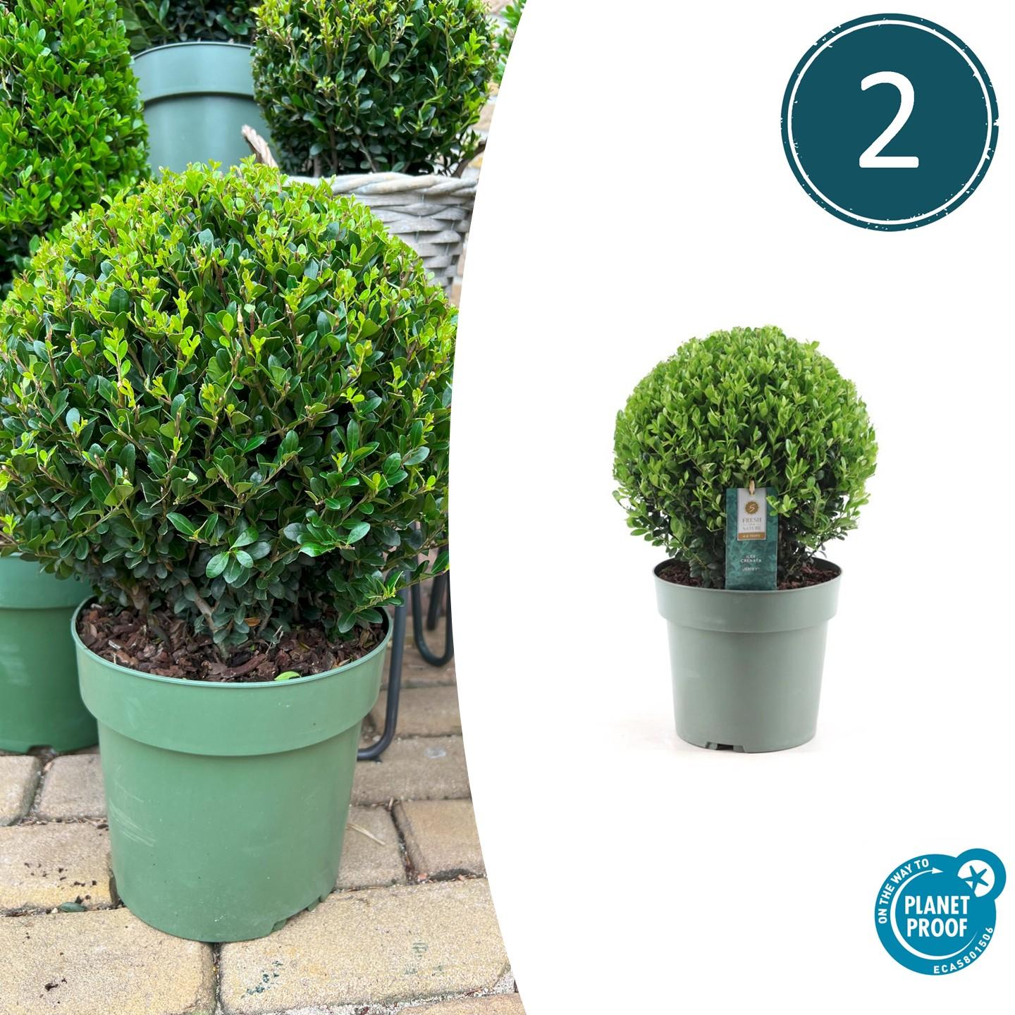 🌿 Ilex crenata ‘Jenny’ Bol XL | Buxus Vervanger (2 Stuks)