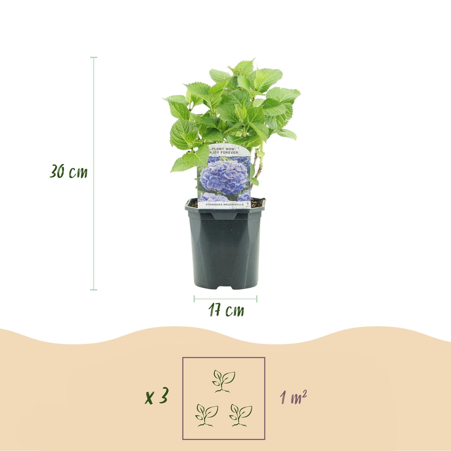 🌸 Hydrangea macrophylla ‘Tricolour’ – Hortensia (3 Stuks)