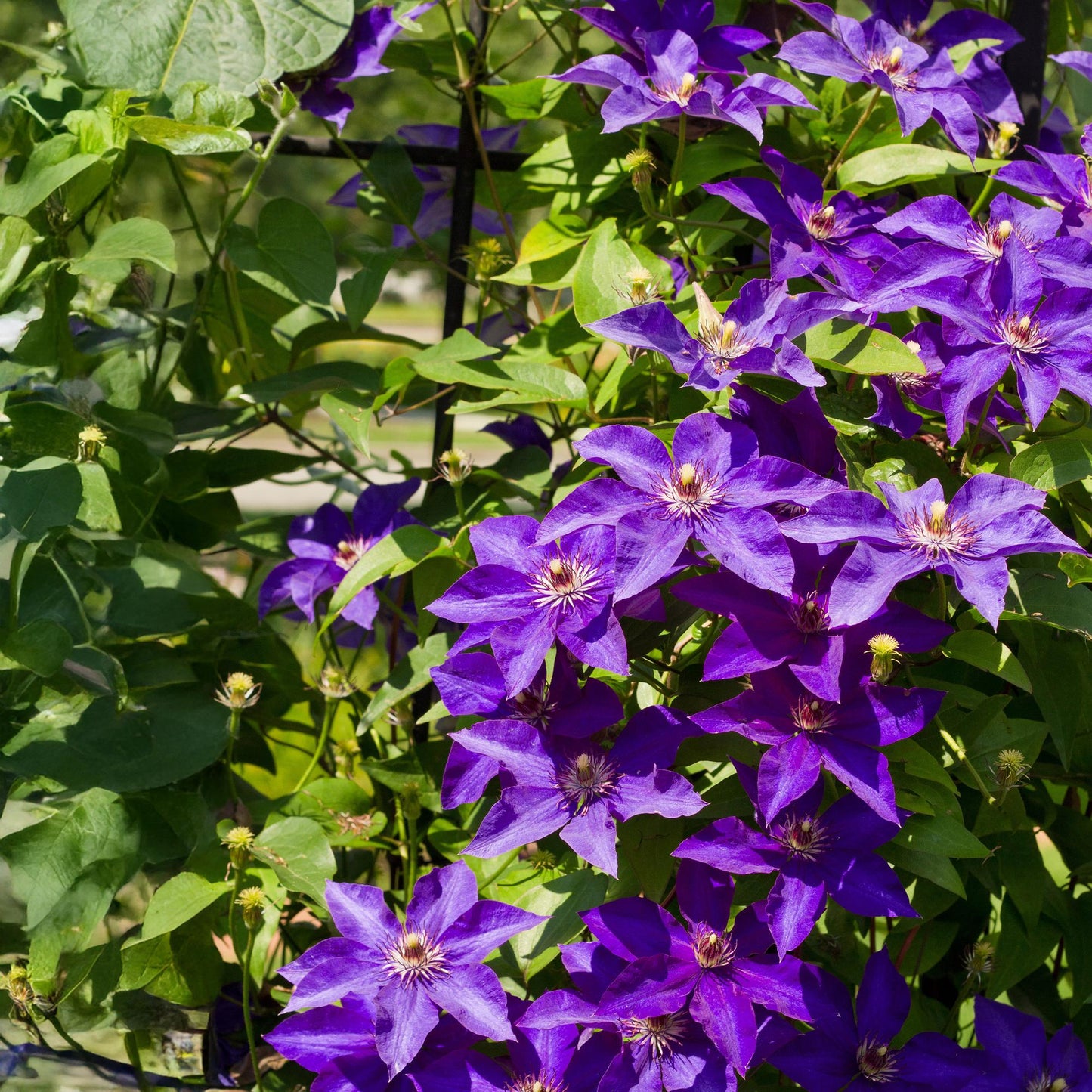 🌸 Clematis ‘The President’ – Klimplant (2 Stuks)