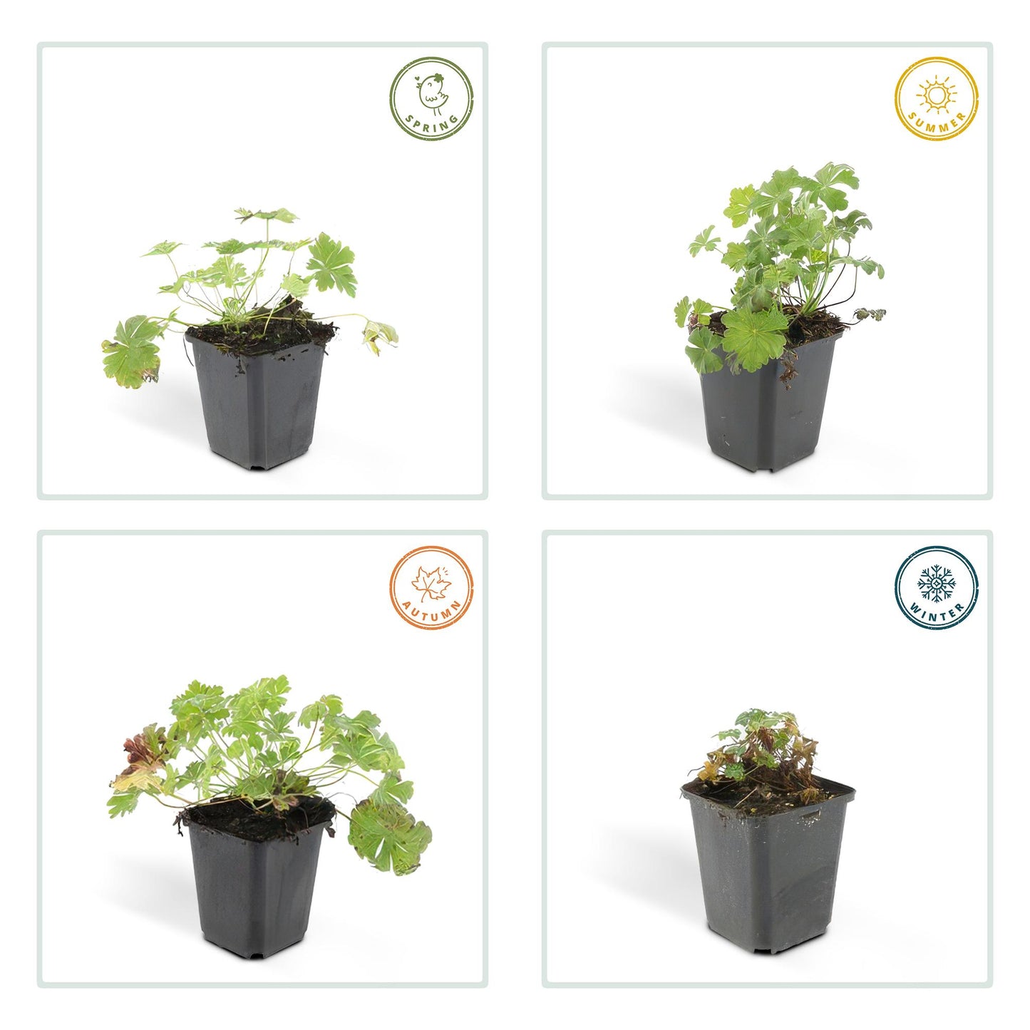 🌸 Geranium ‘Biokovo’ – Winterharde Bloeiende Bodembedekker (6 stuks)