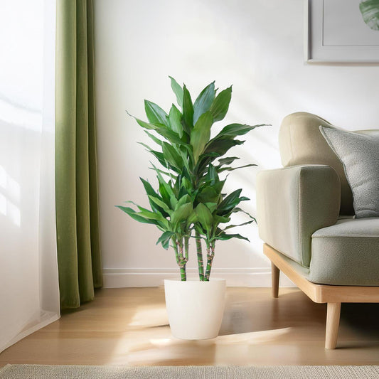 🌿 Dracaena ‘Janet Lindt’ – Groenblijver met Vibers Pot Wit