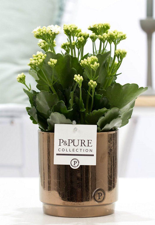 🌼 Kalanchoe White – In P&PURE Juliette Ceramics Goldbronze – Ø12 cm – ↕27 cm | Bloeiende Kamerplant
