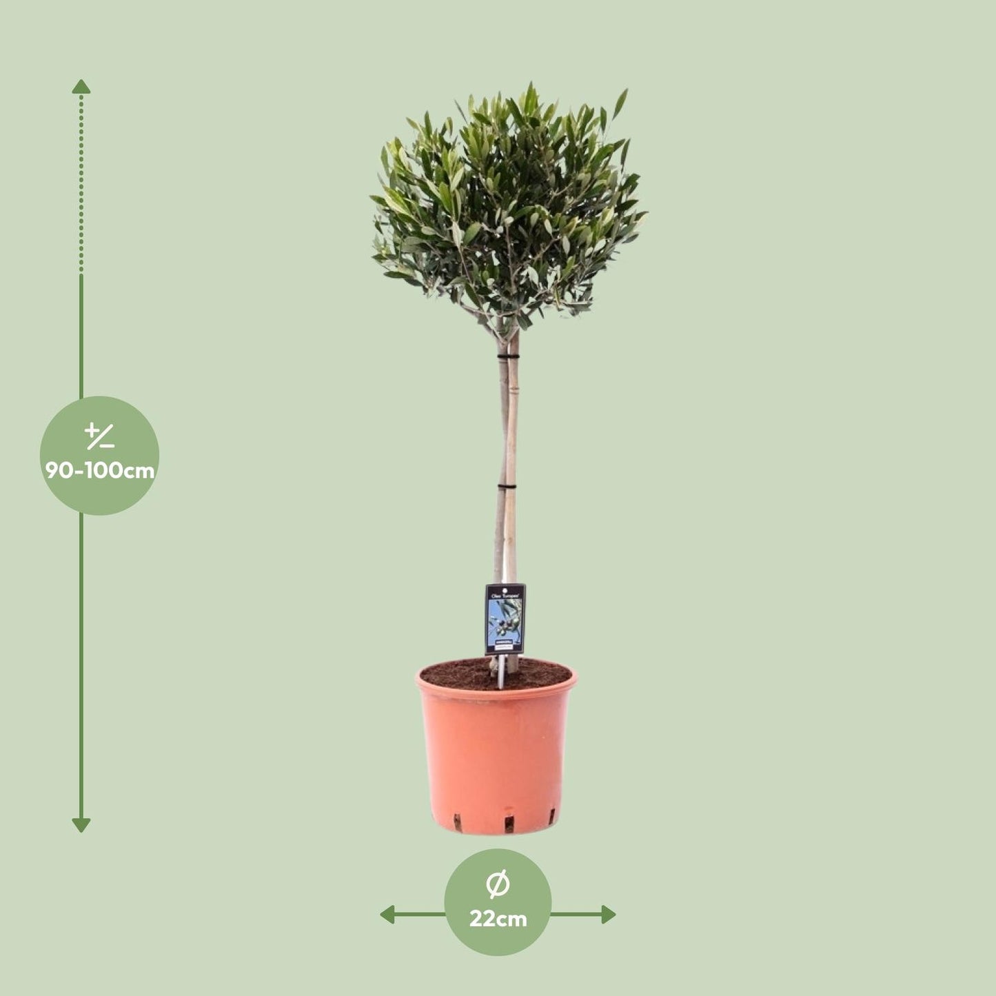 🌳 Olea europaea – Mediterrane Olijfboom