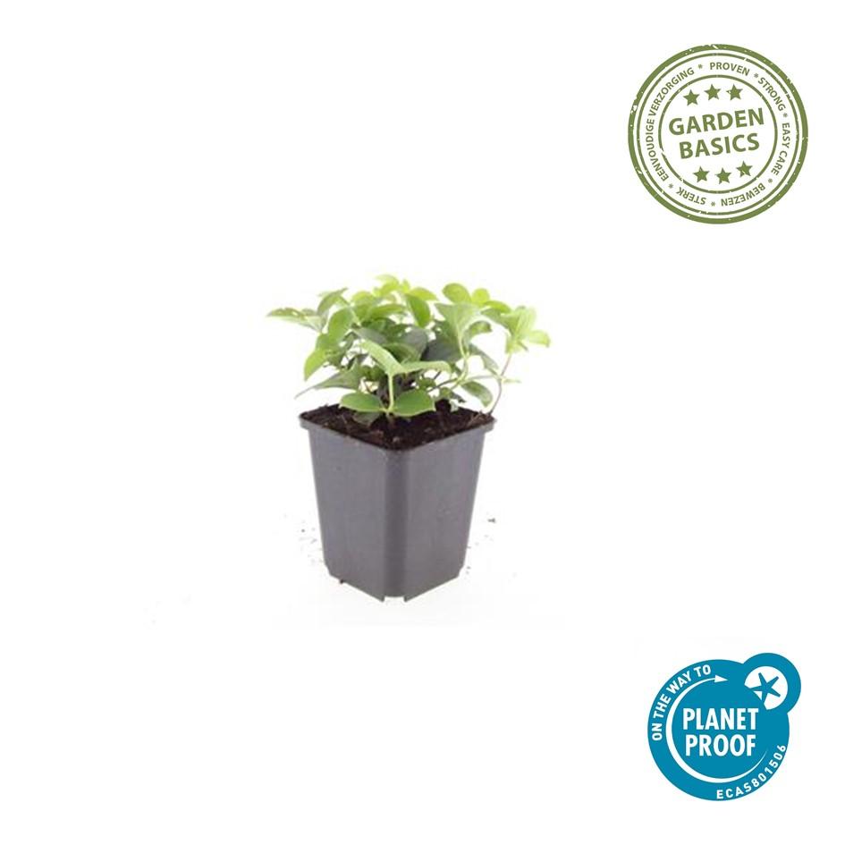 🌿 Cornus canadensis – Winterharde Schaduwbodembedekker (24 stuks)