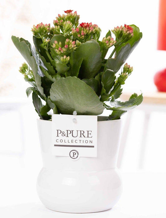 🌺 Kalanchoe Red – In P&PURE Plant Vase Maxima White – Ø12 cm – ↕27 cm | Bloeiende Kamerplant