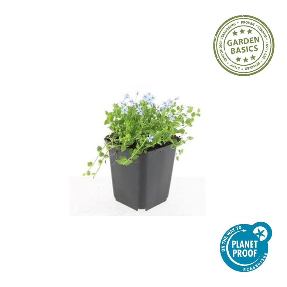 🌿 Isotoma ‘Alba’ – Winterharde Witte Bodembedekker (24 stuks)