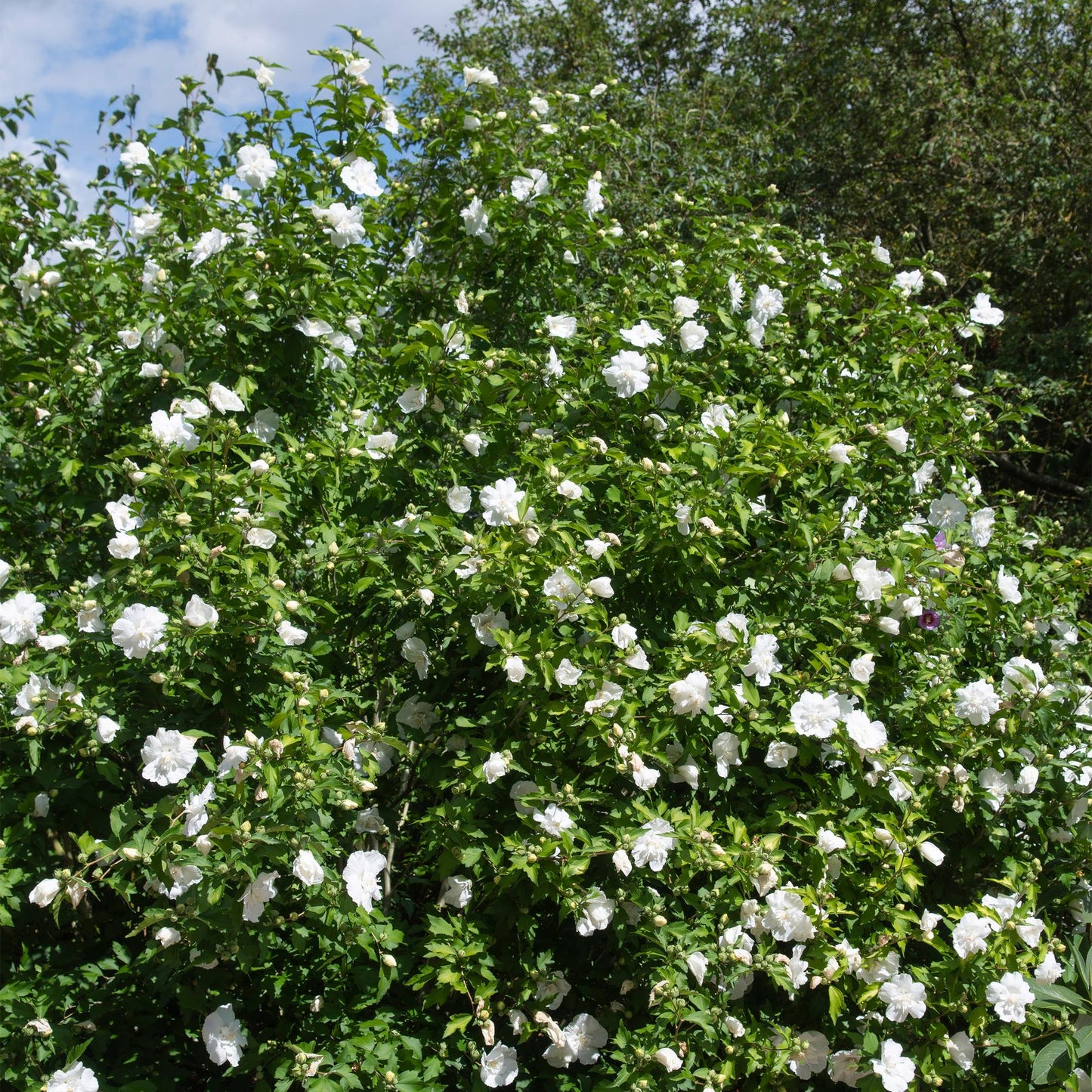 🌸 Hibiscus syriacus ‘White Chiffon®’ – Hibiscus op Stam