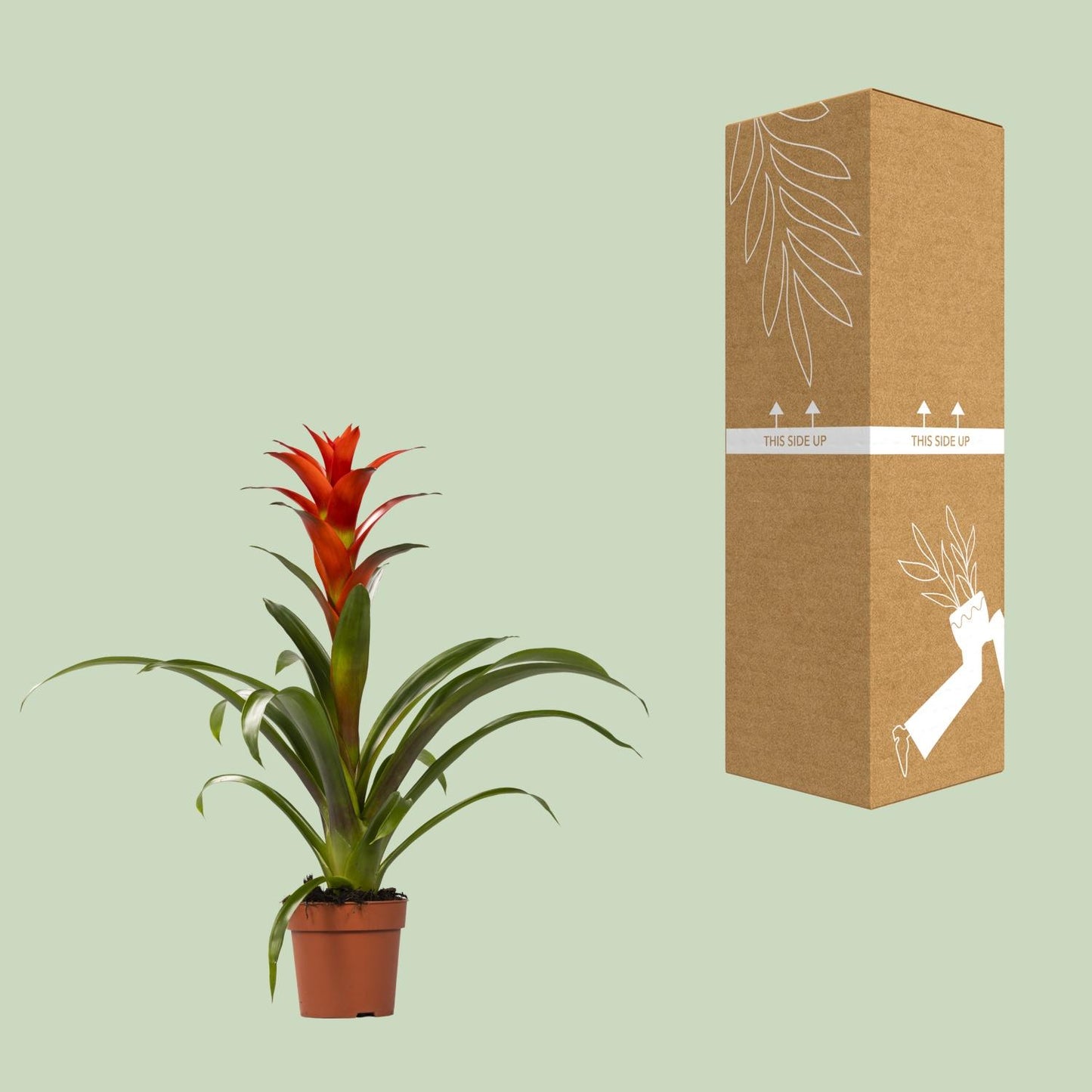 🌺 Guzmania ‘Ostara’