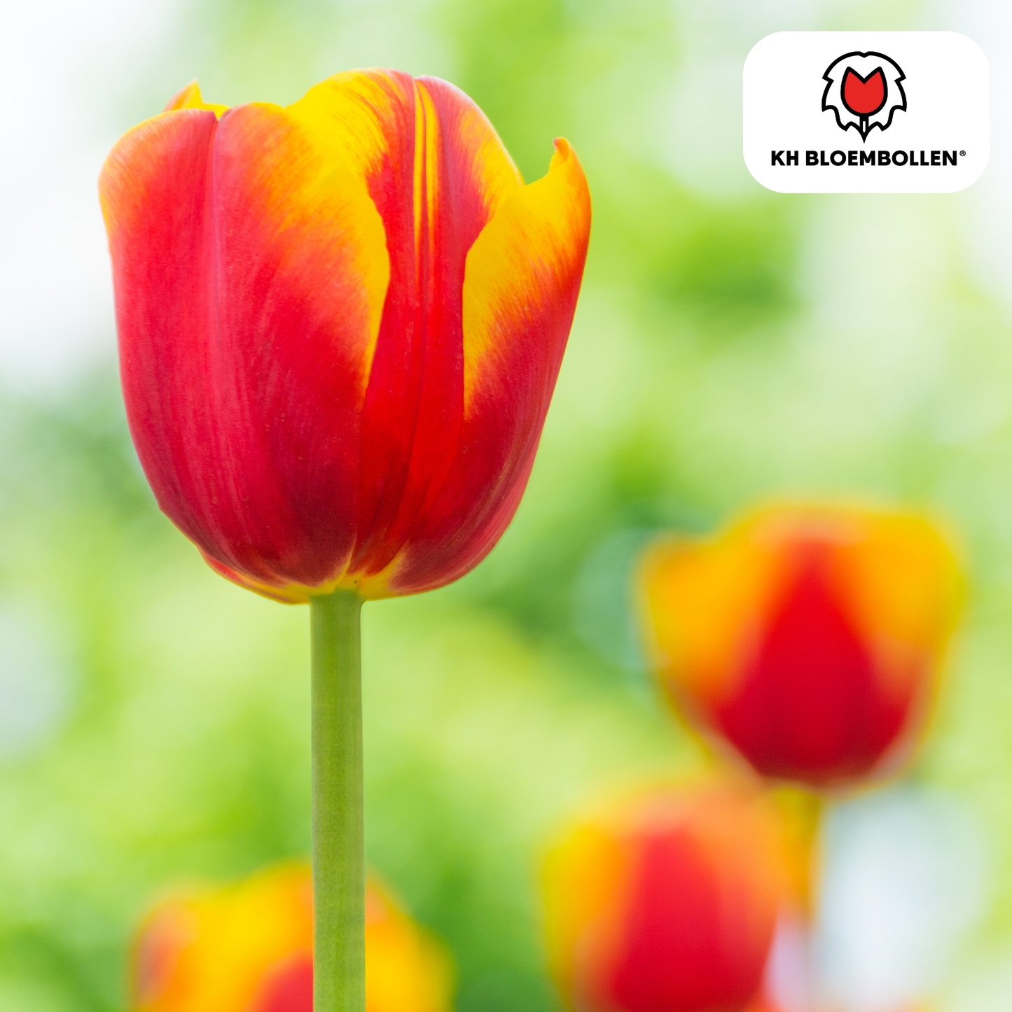 🌷 Tulpenbollen ‘Dow Jones’ – Rood-Geel Gestreepte Tulp (20 Stuks)
