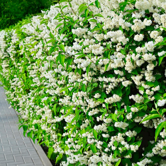 🤍 Philadelphus ‘Snowbelle’ – Boerenjasmijn