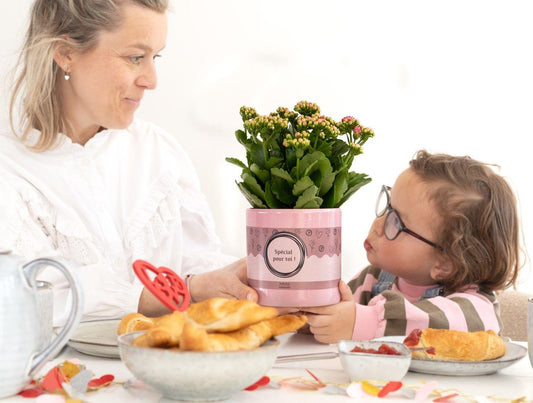 🌸 Kalanchoe Pink – In P&PURE “SPECIAL POUR TOI” Verpakking – Ø12 cm – ↕27 cm | Bloeiende Kamerplant