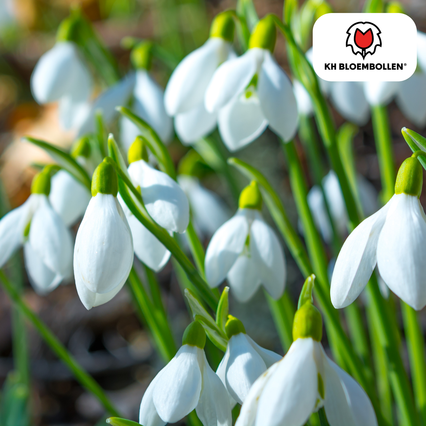 🌼 Sneeuwklokjes  Vroege Voorjaarsbloeier & Winterhard (30 stuks)