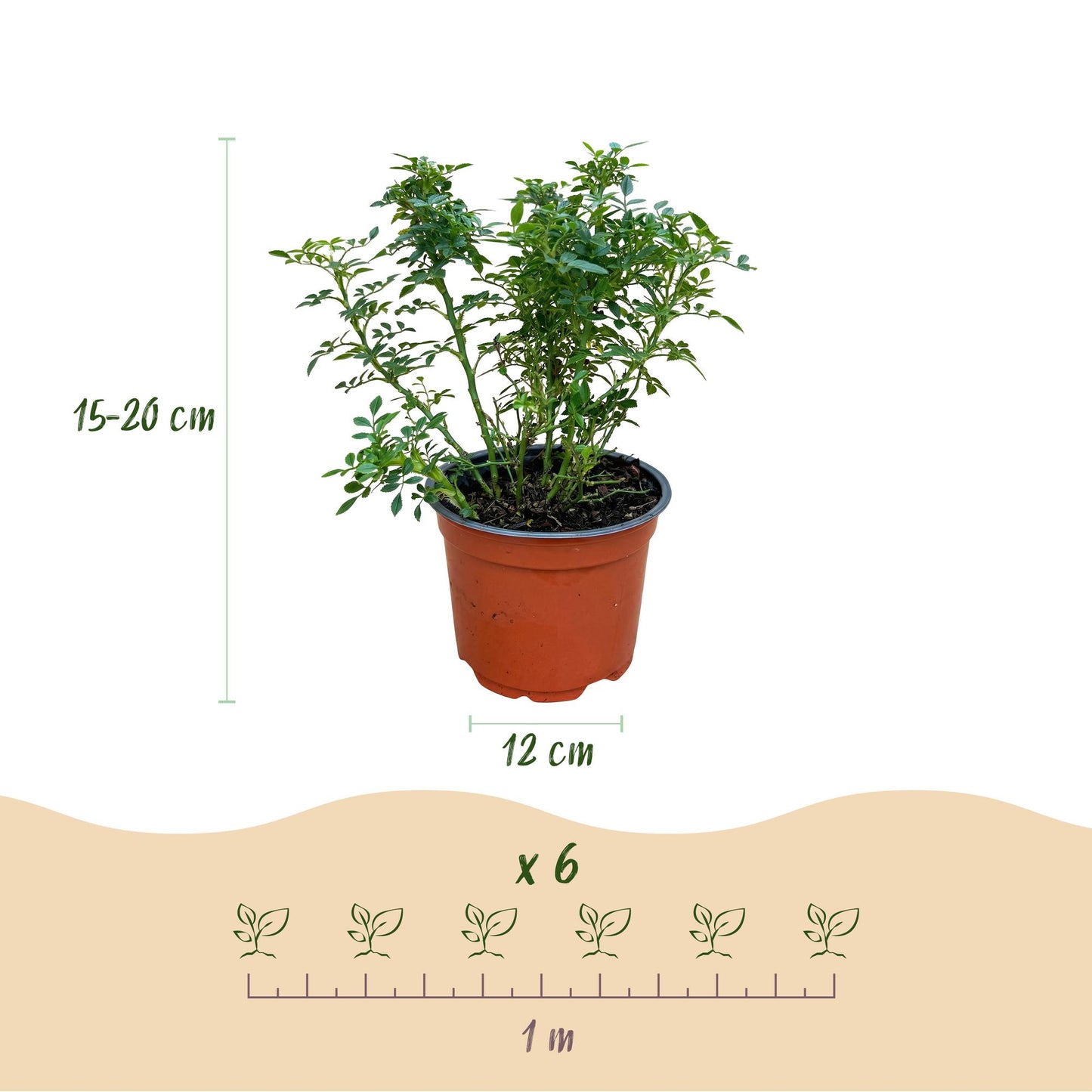 🌸 Rosa 'Cutie Pie' | Compacte Roze Rozen voor Tuin & Balkon (3 stuks)