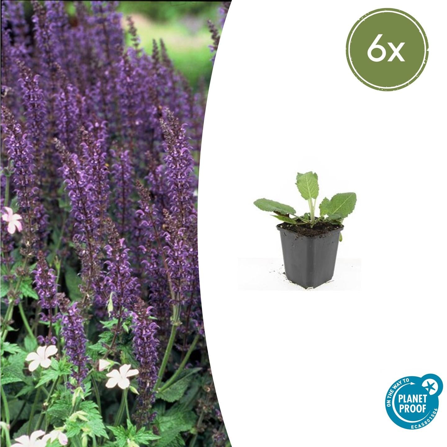 🌸 Salvia nemorosa ‘Mainacht’ – Salie (6 Stuks)