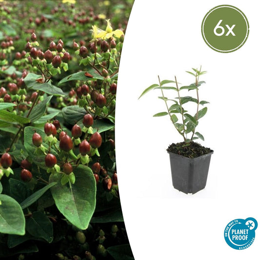 🌼 6x Hypericum inodorum ‘Rheingold’ – Gouden Bloesem voor Tuin & Border – Ø9 cm pot
