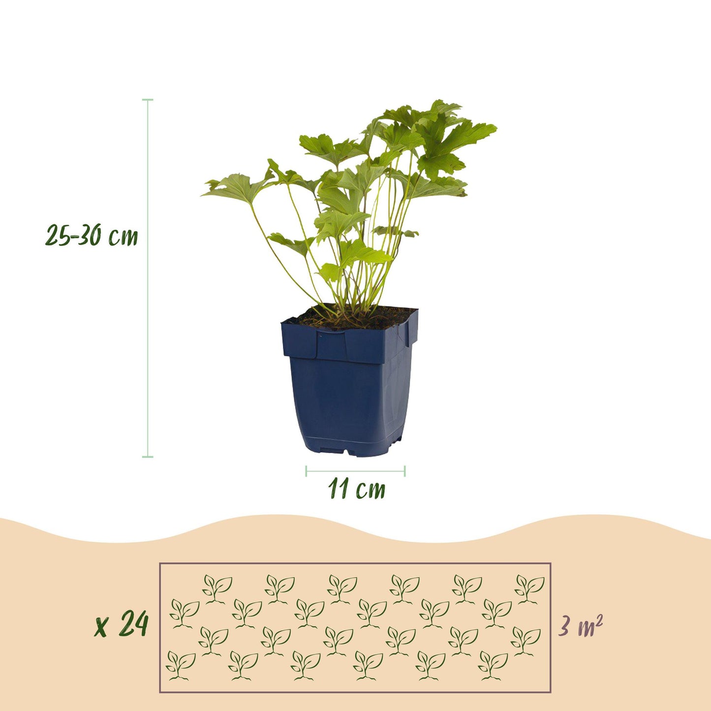 🤍 Borderpakket Witte Bloemen – 24 Vaste planten | ±3 m²