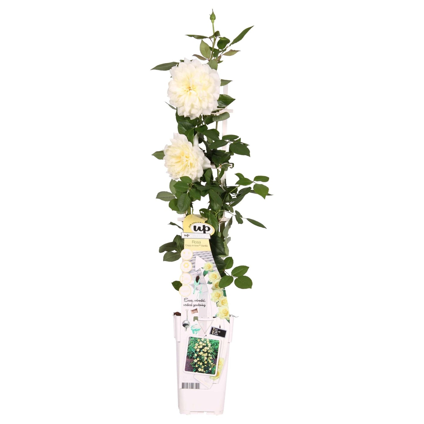 🤍 Rosa Crazy in Love ‘Vanilla’ – Crème Klimroos