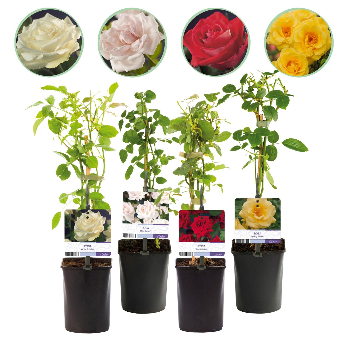 🌹 Rosa ‘Rainbow’ – Klimroos (4 Stuks)