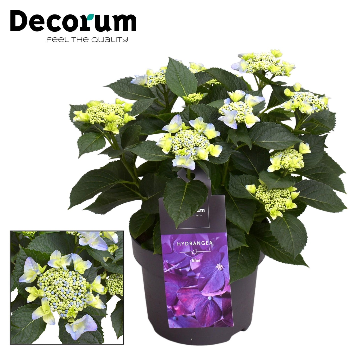 🌸 Hydrangea Teller ‘Nizza Blue’ – Decorum Hortensia