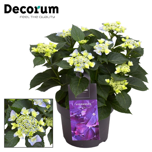 🌸 Hydrangea Teller ‘Nizza Blue’ – Decorum Hortensia